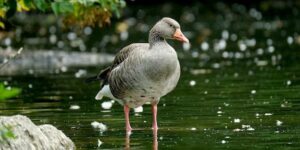 Unterwegs in Deutschland: Vogelbeobachtung in Hessen