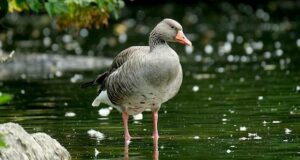 Unterwegs in Deutschland: Vogelbeobachtung in Hessen