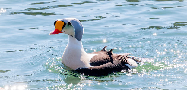 Eine Prachteiderente schwimmt auf dem Wasser.