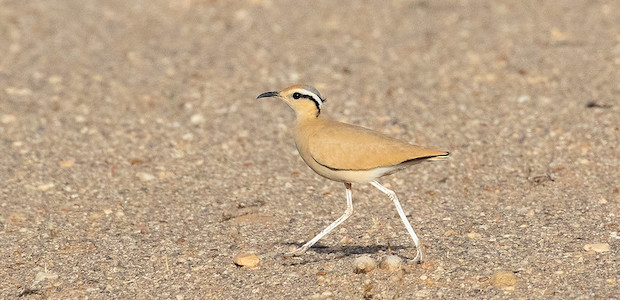 Der Rennvogel – Watvogel auf dem Trockenen