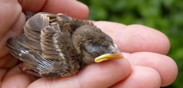 Ein Vogeljunges liegt in einer Hand.