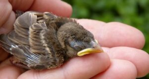 Vogeljunges aus dem Nest gefallen – Oder doch nicht?