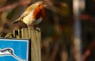 Verbände für Vogelschutz in Deutschland