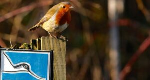 Verbände für Vogelschutz in Deutschland