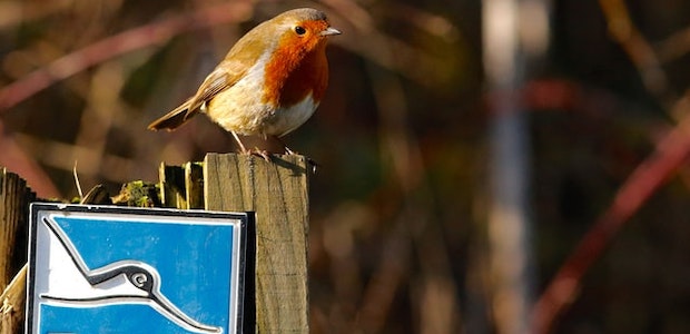 Verbände für Vogelschutz in Deutschland