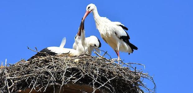 Weißstörche in einem Nest