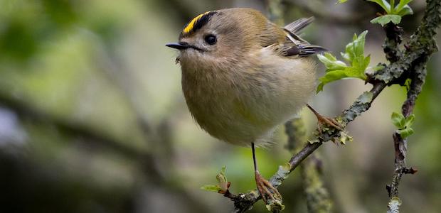 Das Wintergoldhähnchen – Kleinster Vogel Europas