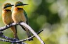 Vogelbeobachtung in Deutschland: Unterwegs in Sachsen-Anhalt