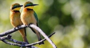 Vogelbeobachtung in Deutschland: Unterwegs in Sachsen-Anhalt