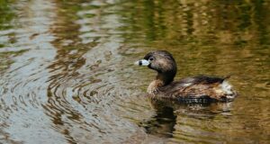 Der Bindentaucher – Wasserliebender Einzelgänger