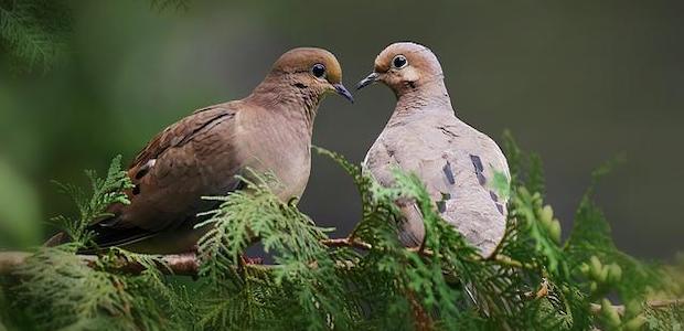 Die Carolinataube – Fleißige Brüterin