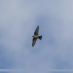 Eine Felsenschwalbe fliegt vor blauem Himmel.