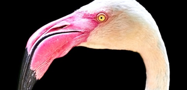 Der Kopf eines Flamingos