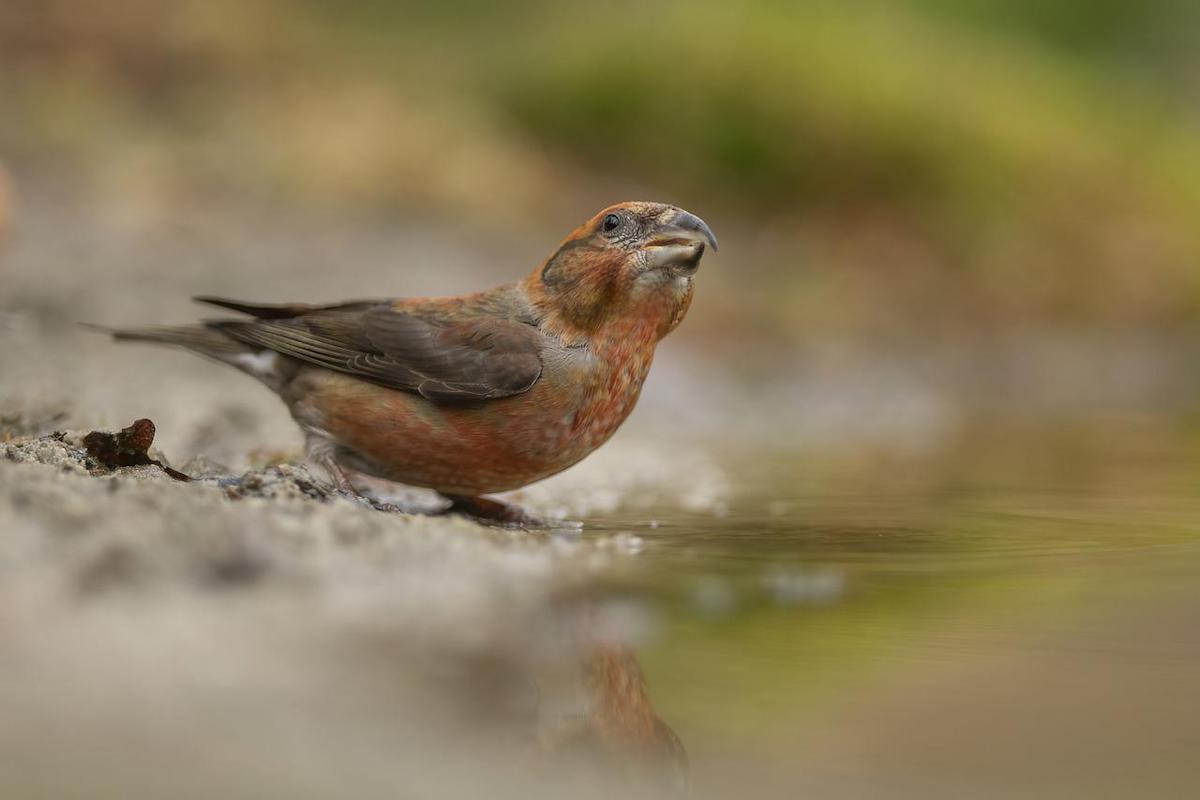 Spitz, lang, gebogen: Die Schnabelformen der Vögel - Vogel & Natur