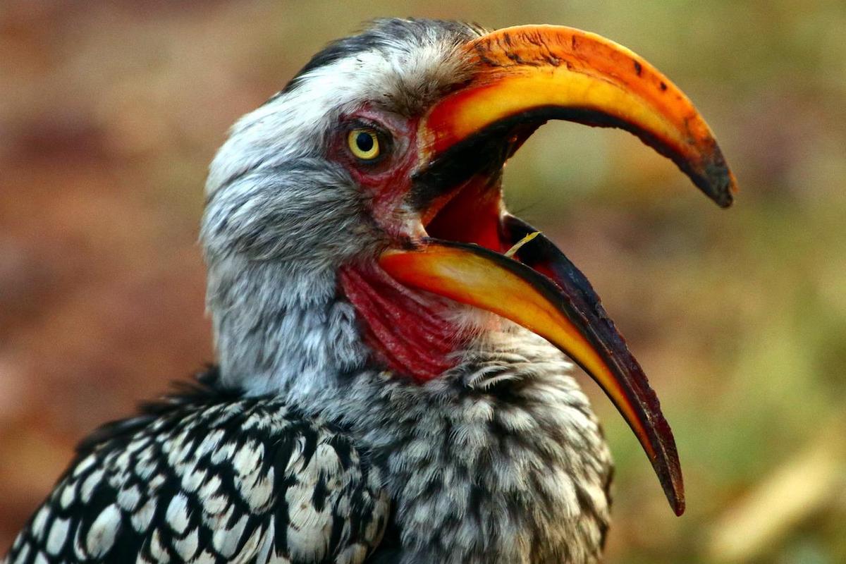 Spitz Lang Gebogen Die Schnabelformen Der V gel Vogel Natur