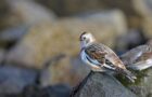 Vögel beobachten in Deutschland: Unterwegs in Schleswig-Holstein
