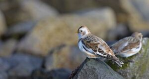 Vögel beobachten in Deutschland: Unterwegs in Schleswig-Holstein