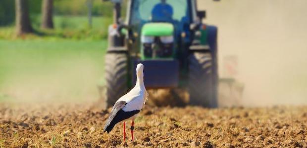 Ein Storch steht auf einem Feld und sieht einem Traktor hinterher.