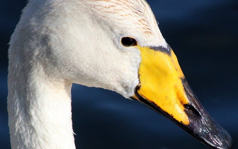 Singschwan – Langhälsiger Trompeter