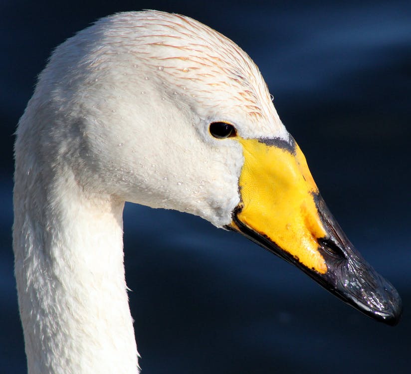 Singschwan – Langhälsiger Trompeter