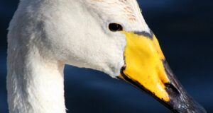 Singschwan – Langhälsiger Trompeter