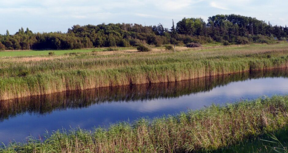 Wallnau – Naturschutzgebiet und Vogelparadies