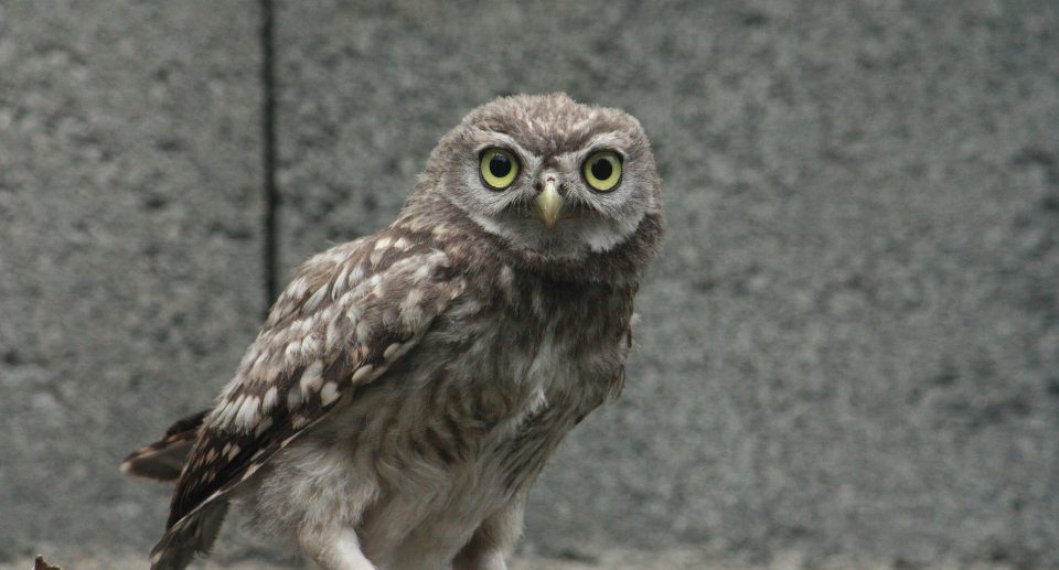 Der Steinkauz – Kleiner Eulenvogel