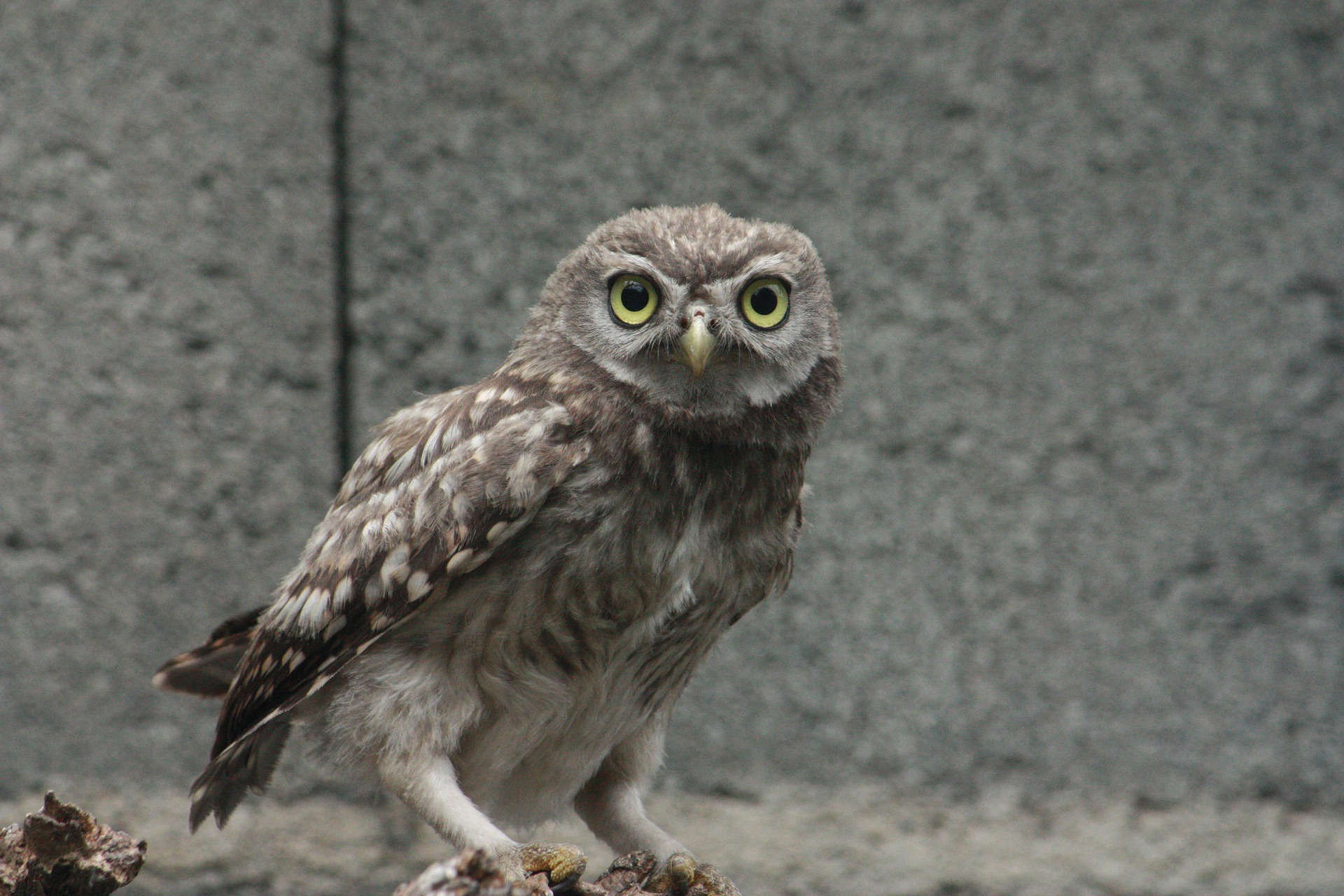 Der Steinkauz – Kleiner Eulenvogel