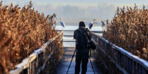 Vogelfotografie – Fünf wichtige Tipps