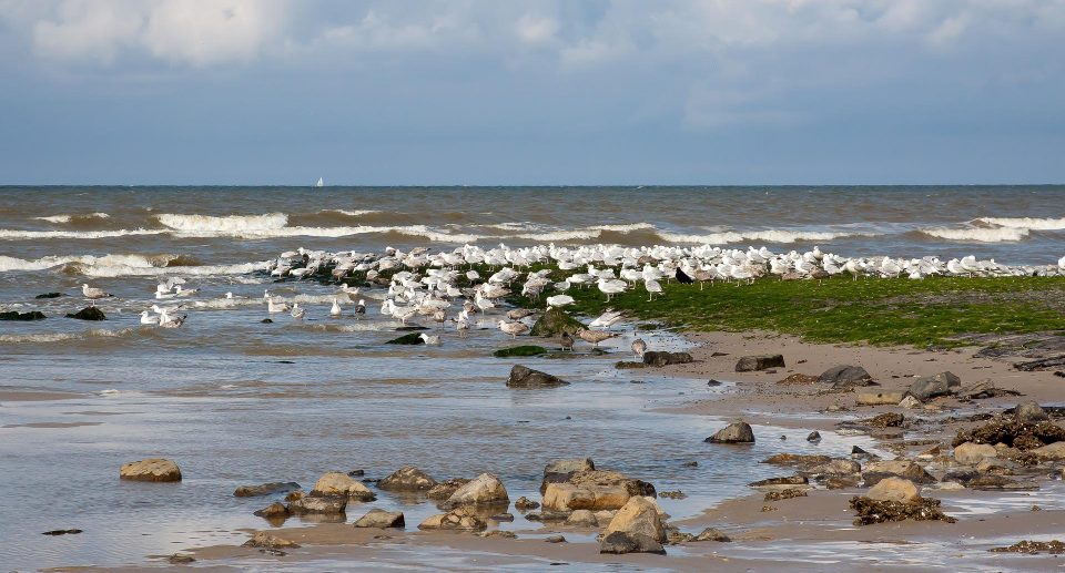 Lebensraum Wattenmeer