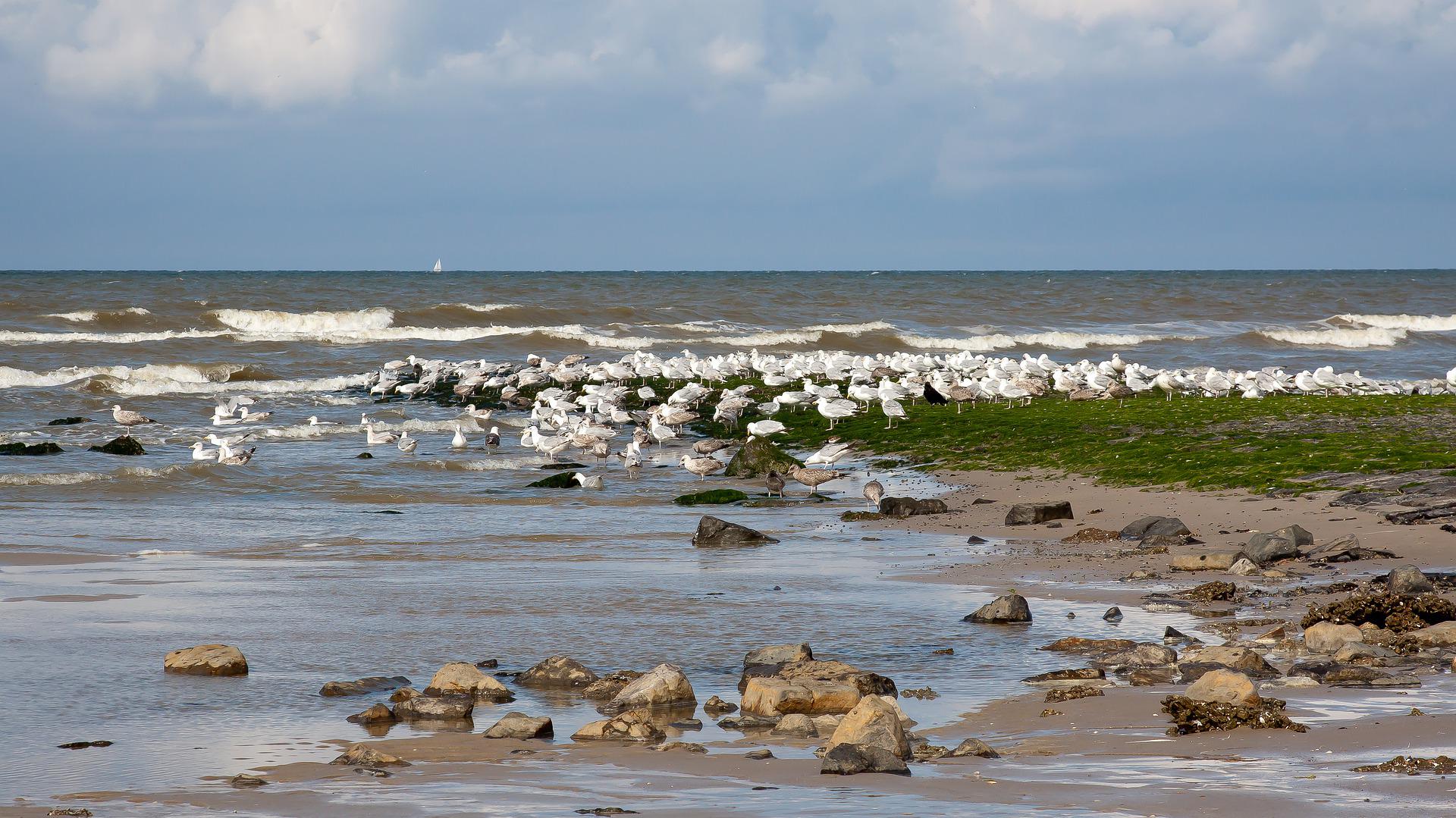 Lebensraum Wattenmeer