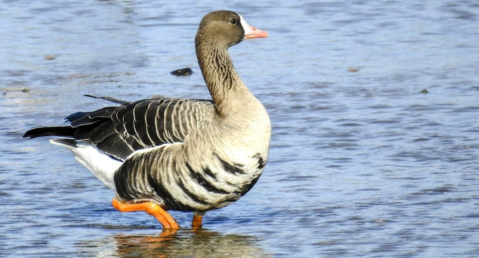 Die Blässgans – Eine ruffreudige Gänseart