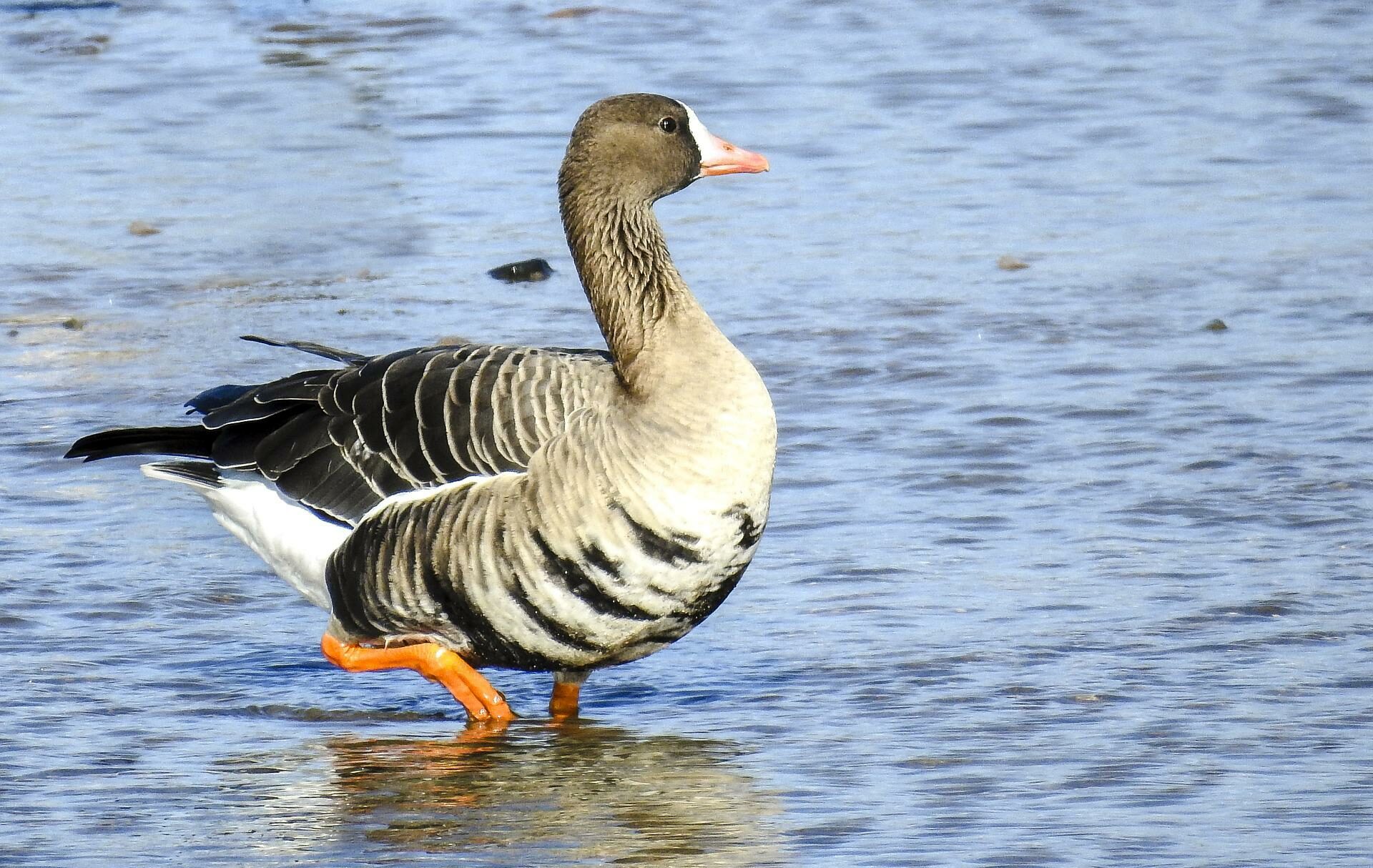 Die Blässgans – Eine ruffreudige Gänseart