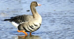 Die Blässgans – Eine ruffreudige Gänseart