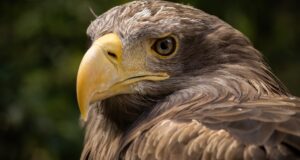 Der Seeadler – Ein unverwechselbarer Riese