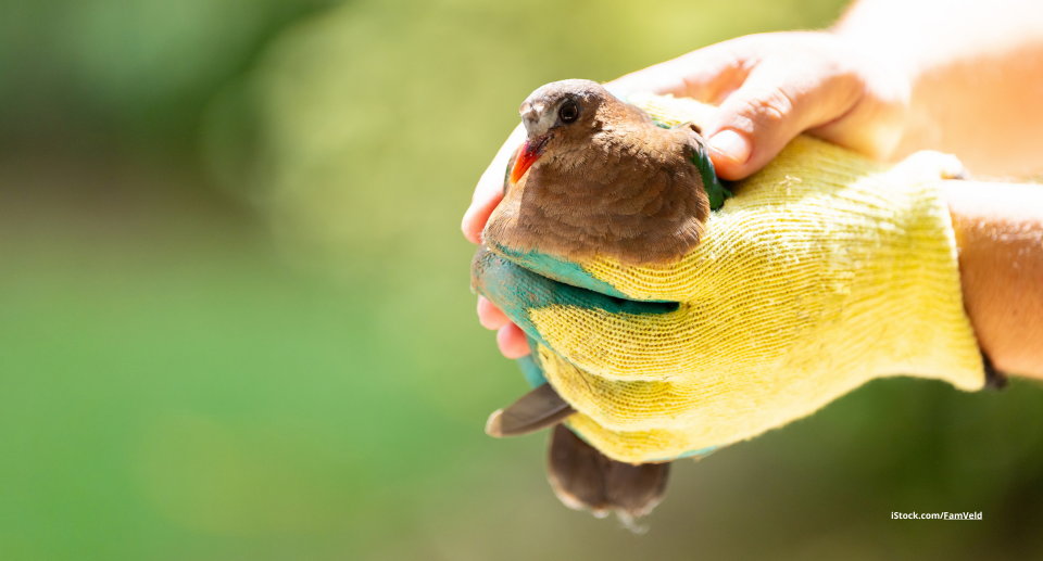 Das Foto zeigt die Hände einer Person mit gelben Handschuh bei der Rettung eines Vogels.