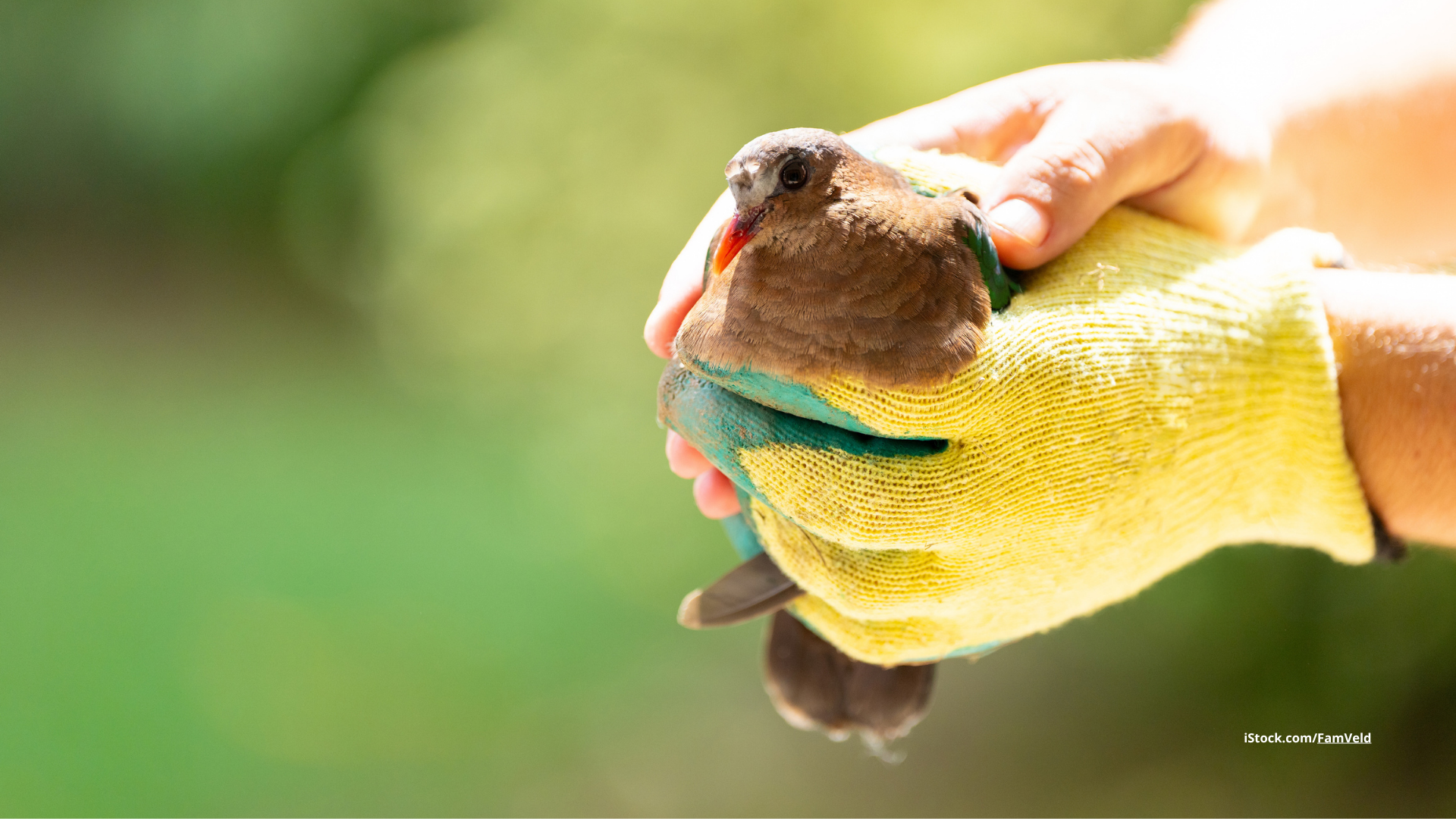 Verletzten Vogel gefunden: Was tun?