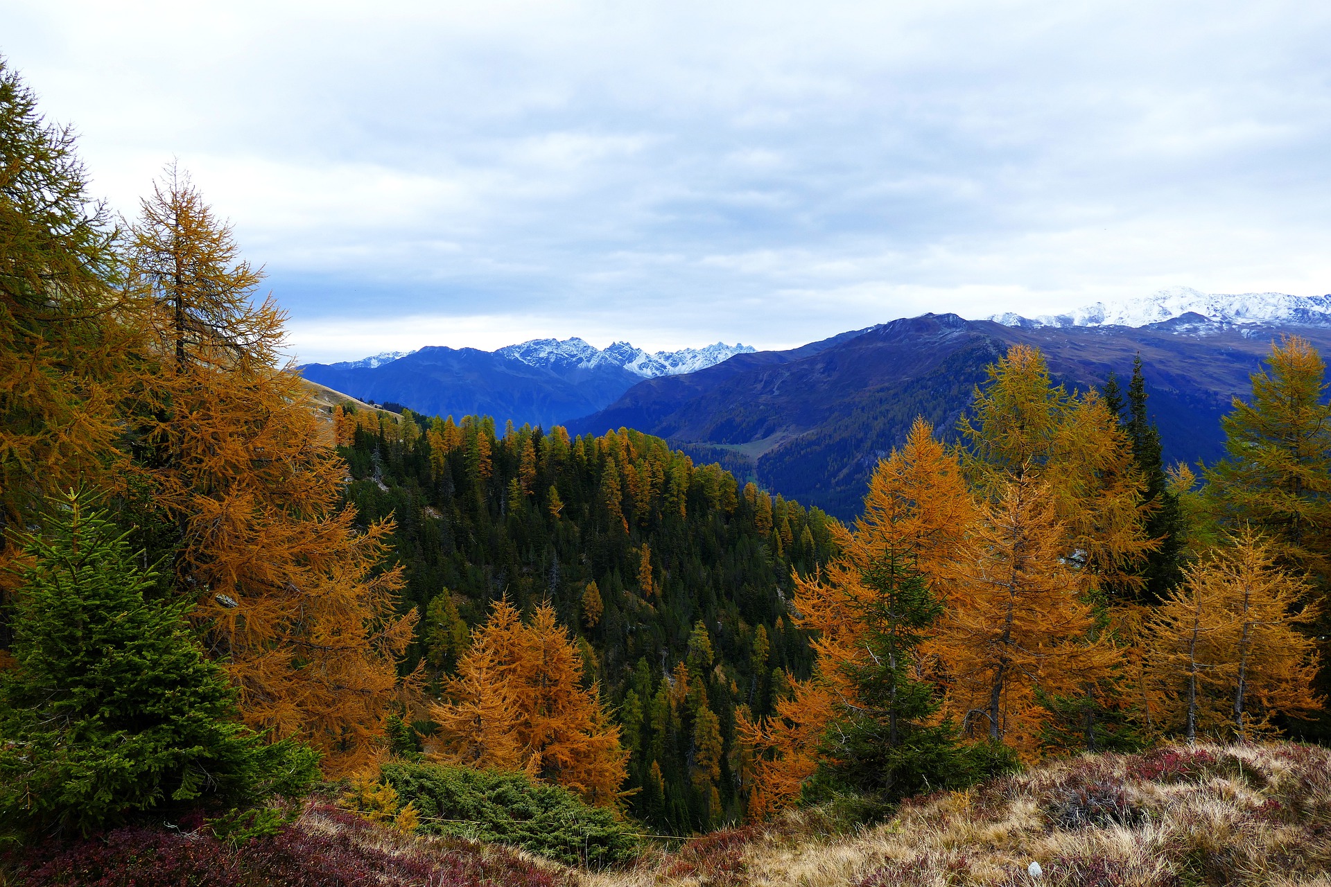 Die Europäische Lärche – Ein vogelfreundlicher Nadelbaum