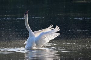 Bild von einem sich aufbauenden Höckerschwan im Wasser