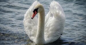 Der Höckerschwan – Auffallend im Wasser und in der Luft