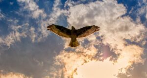 Der Bussard – 29 seiner Art
