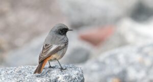 Der Hausrotschwanz –  Ein lebhafter Vogel