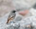 Der Hausrotschwanz –  Ein lebhafter Vogel