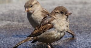 Der Sperling – Eine artenreiche Ordnung