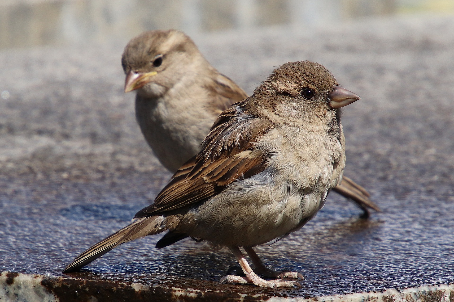 Der Sperling Eine Artenreiche Ordnung Vogel Natur