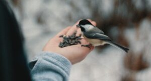 Vogelfutter selbst machen – Meisenknödel und Co.