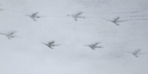 Spuren im Schnee: Fährtenlesen im Winter