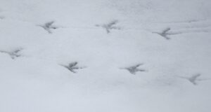 Spuren im Schnee: Fährtenlesen im Winter