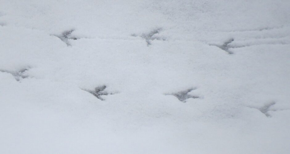 Spuren im Schnee: Fährtenlesen im Winter