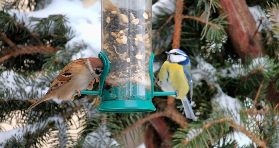 Was fressen Wintervögel?